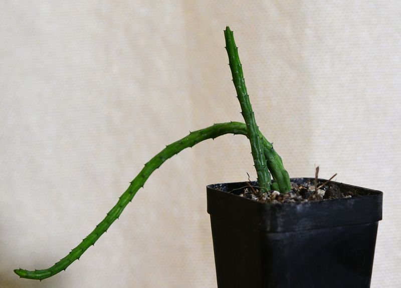 Huernia volkarti var repans single stem in pot