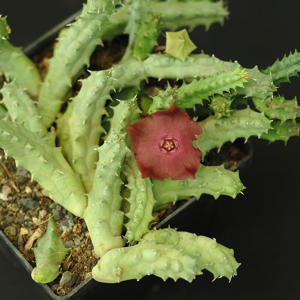 Huernia hyb. - ' Raspberry Tart ' Huernia hyb. - ' Raspberry Tart '