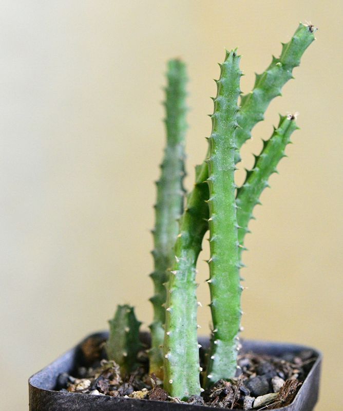 Huernia hyb. - ' Raspberry Tart ' potted plant side view