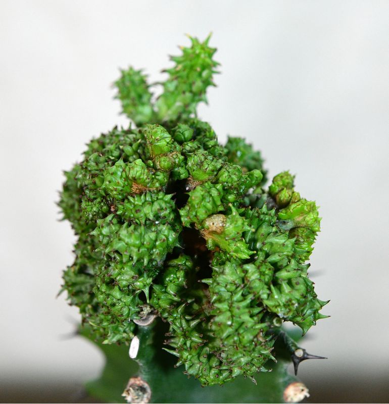 Euphorbia horrida crest side angle