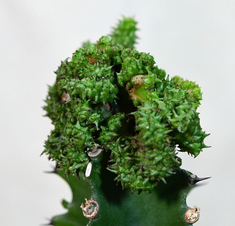 Euphorbia horrida crest Euphorbia horrida crest close-up view