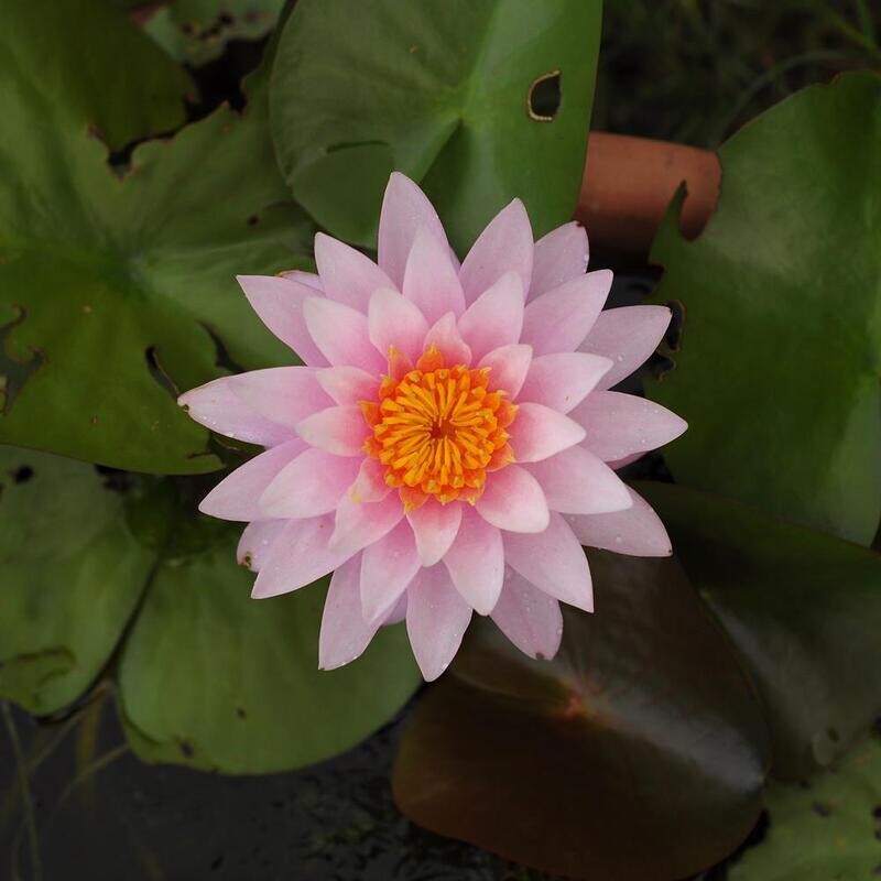 Suparnee Pink (Water Lily) Nymphaea Suparnee Pink (Water Lily) top-down view with lily pad