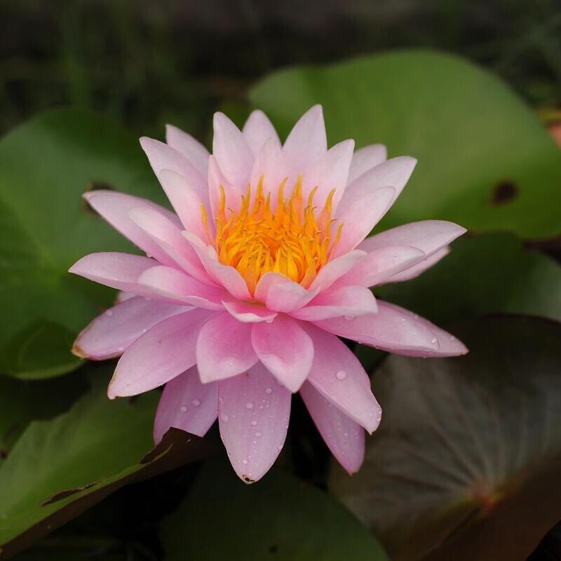 Suparnee Pink (Water Lily) angled side view
