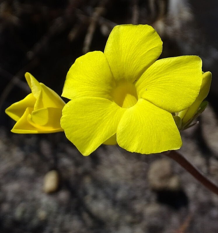 Pachypodium rosulatum Pachypodium rosulatum in bloom with yellow flowers