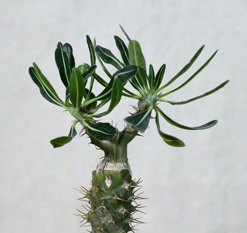 Pachypodium rosulatum potted plant top view