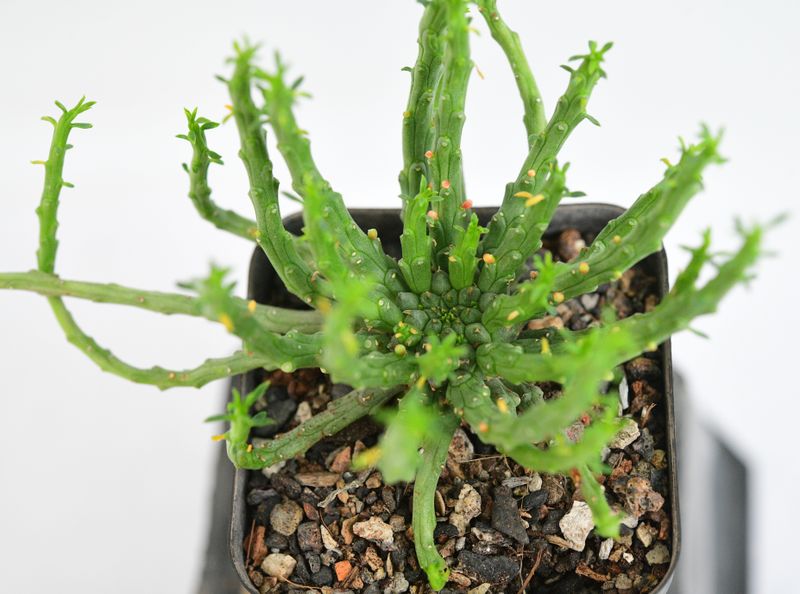 Euphorbia flanaganii