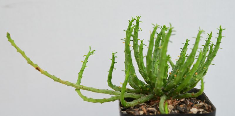 Euphorbia flanaganii