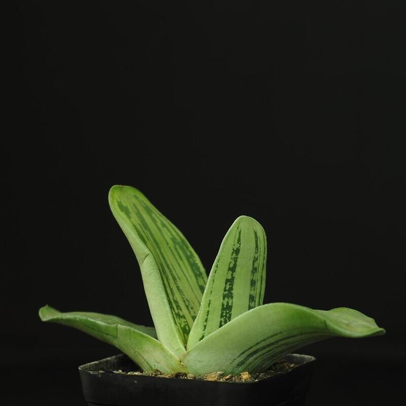 Gasteraloe Beddinghousi Aka Dragon's Skin