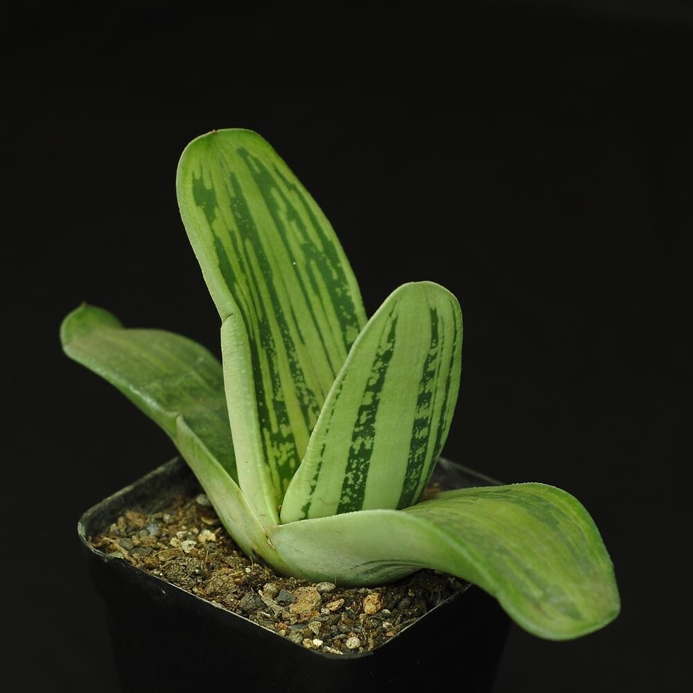 Gasteraloe Beddinghousi Aka Dragon's Skin