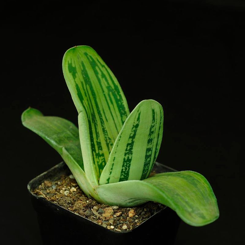 Gasteraloe Beddinghousi Aka Dragon's Skin
