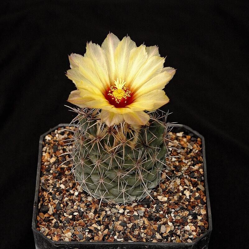 Coryphantha borwigii in bloom, side view of yellow flower