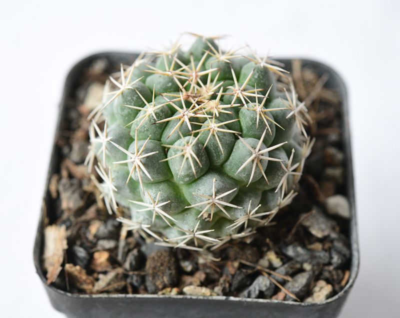Coryphantha borwigii top-down view