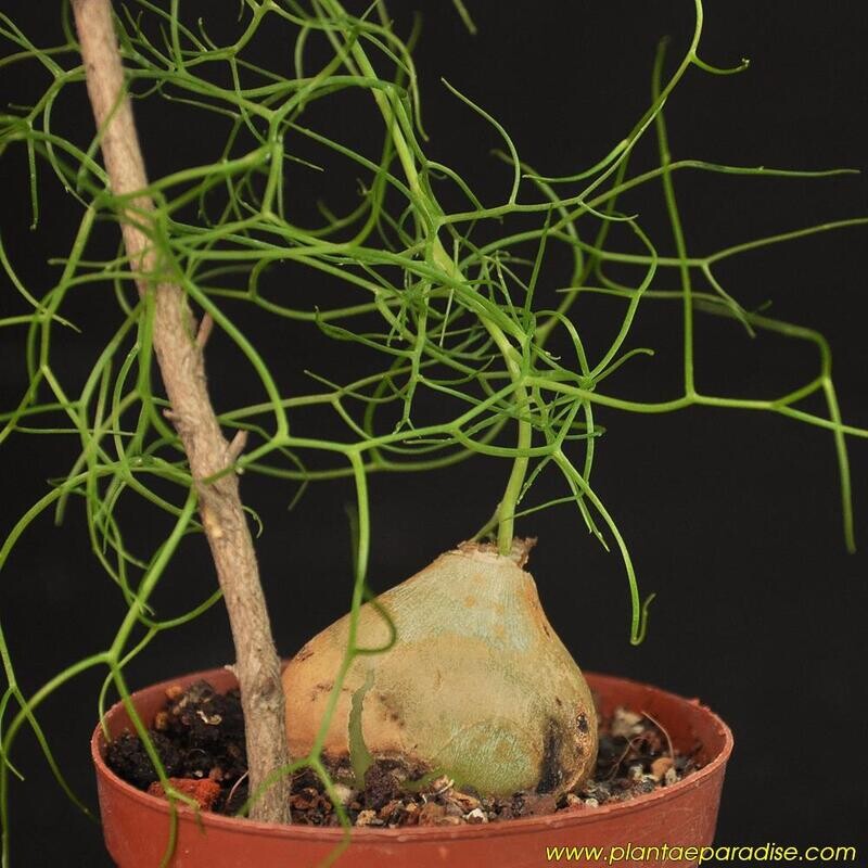Bowiea volubilis (climbing-onion, sea onion) Small Bulb with trailing green stems in terra cotta pot