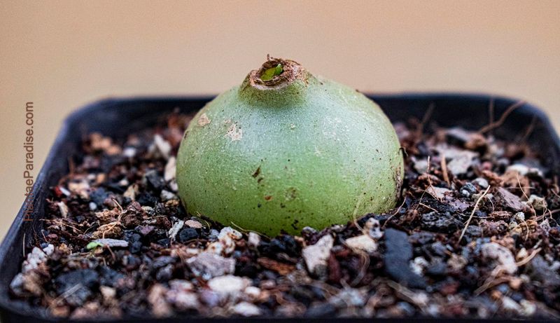 Bowiea volubilis (climbing-onion, sea onion) Small Bulb