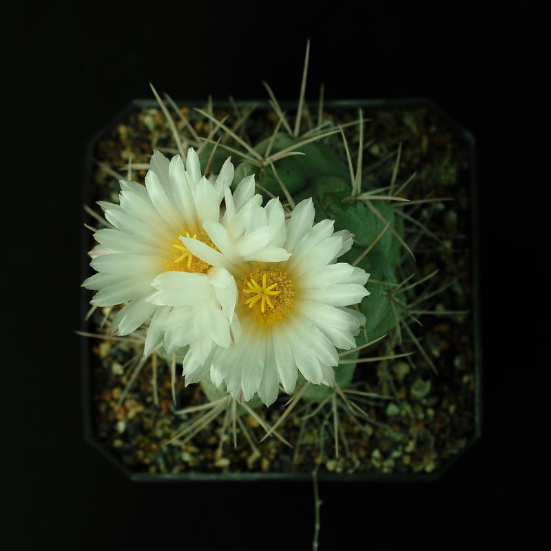 Thelocactus hexaedrophorus Thelocactus Hexaedrophorus in bloom with white and yellow flower