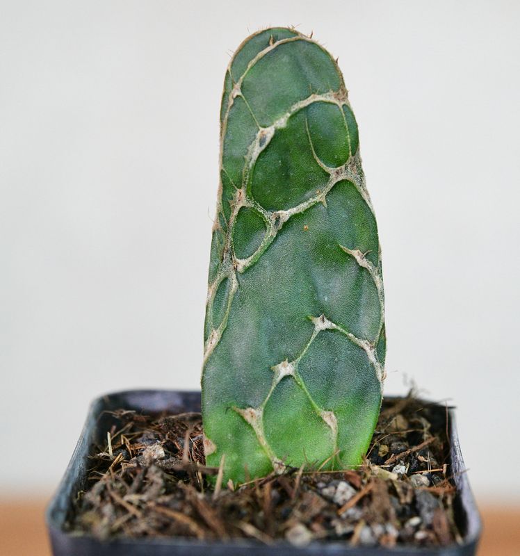 Opuntia reticulata syn Opuntia zebrina f. reticulata  or Cobra cactus