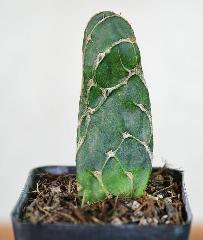 Opuntia reticulata syn Opuntia zebrina f. reticulata  or Cobra cactus