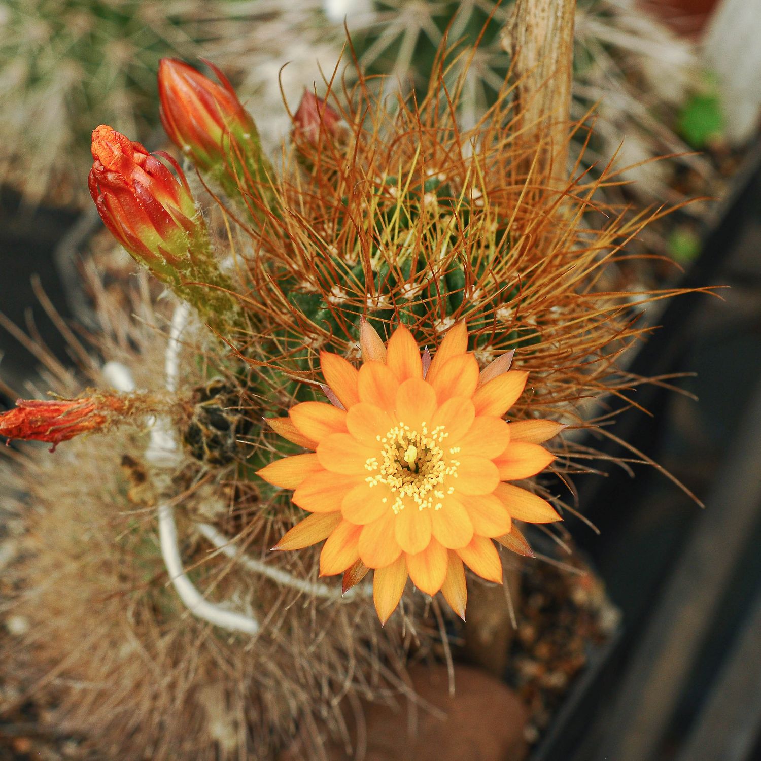 Lobivia acanthoplegma  var pilosa