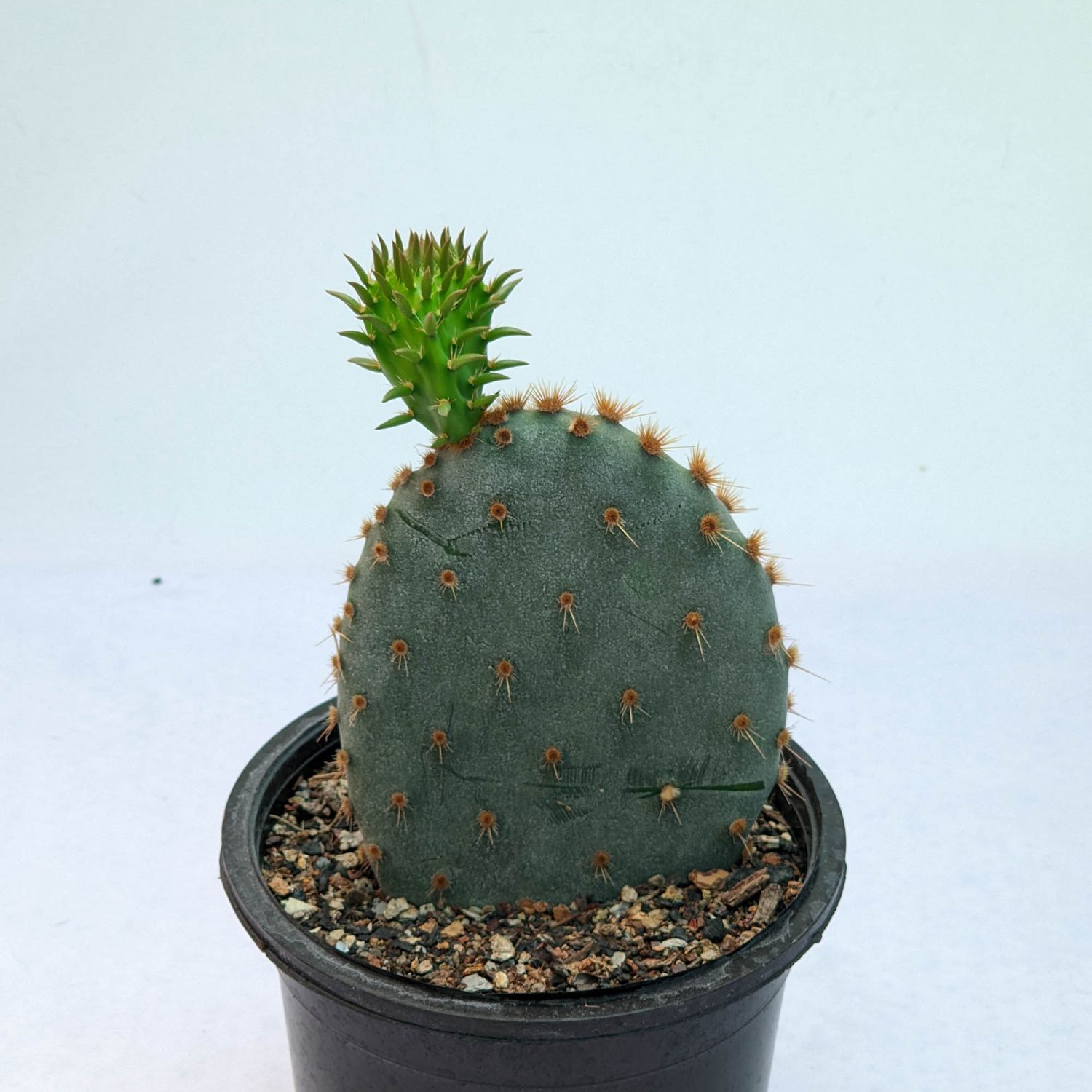 Opuntia aciculata