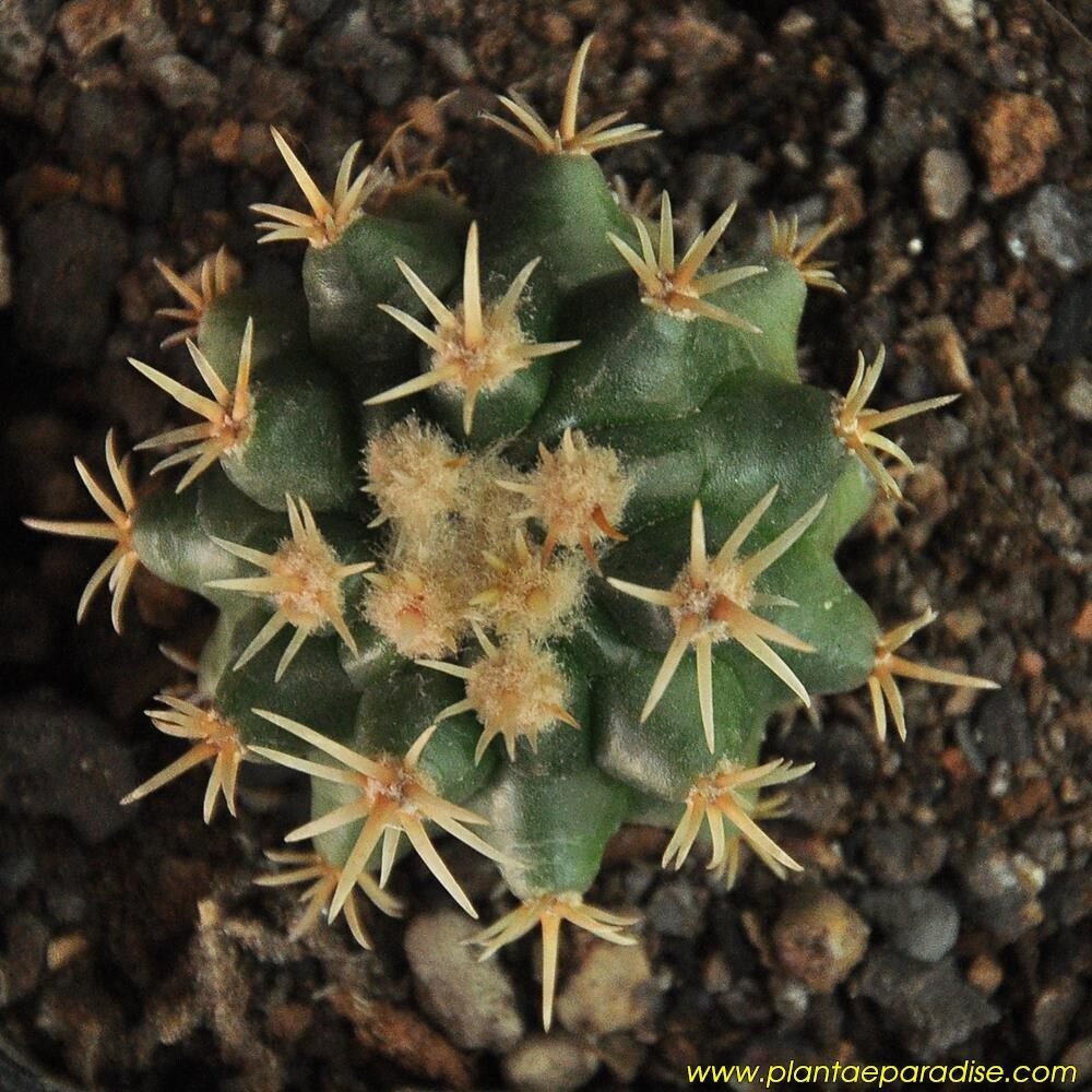 Echinocactus grusonii var. brevispinus