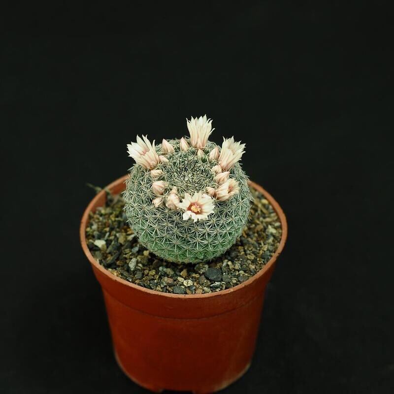 Mammillaria formosa Dr Arroyo front view