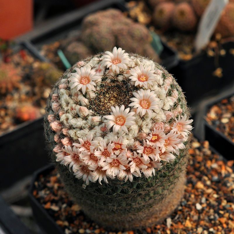 Mammillaria formosa Dr Arroyo top-down view