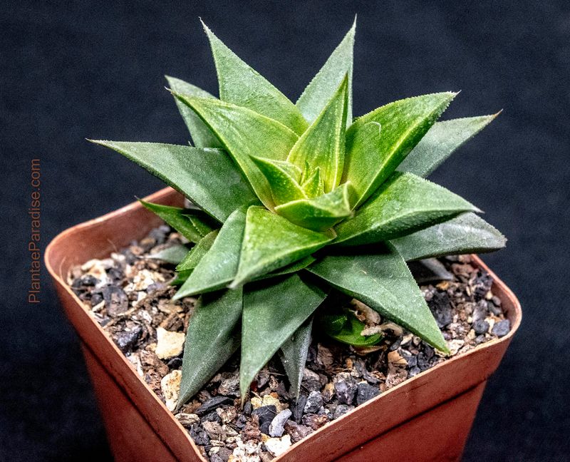 Haworthia angustifolia var. baylissii
