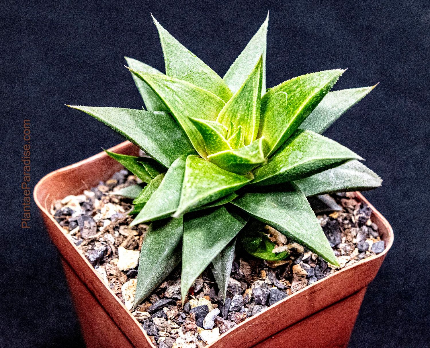 Haworthia angustifolia var. baylissii front view