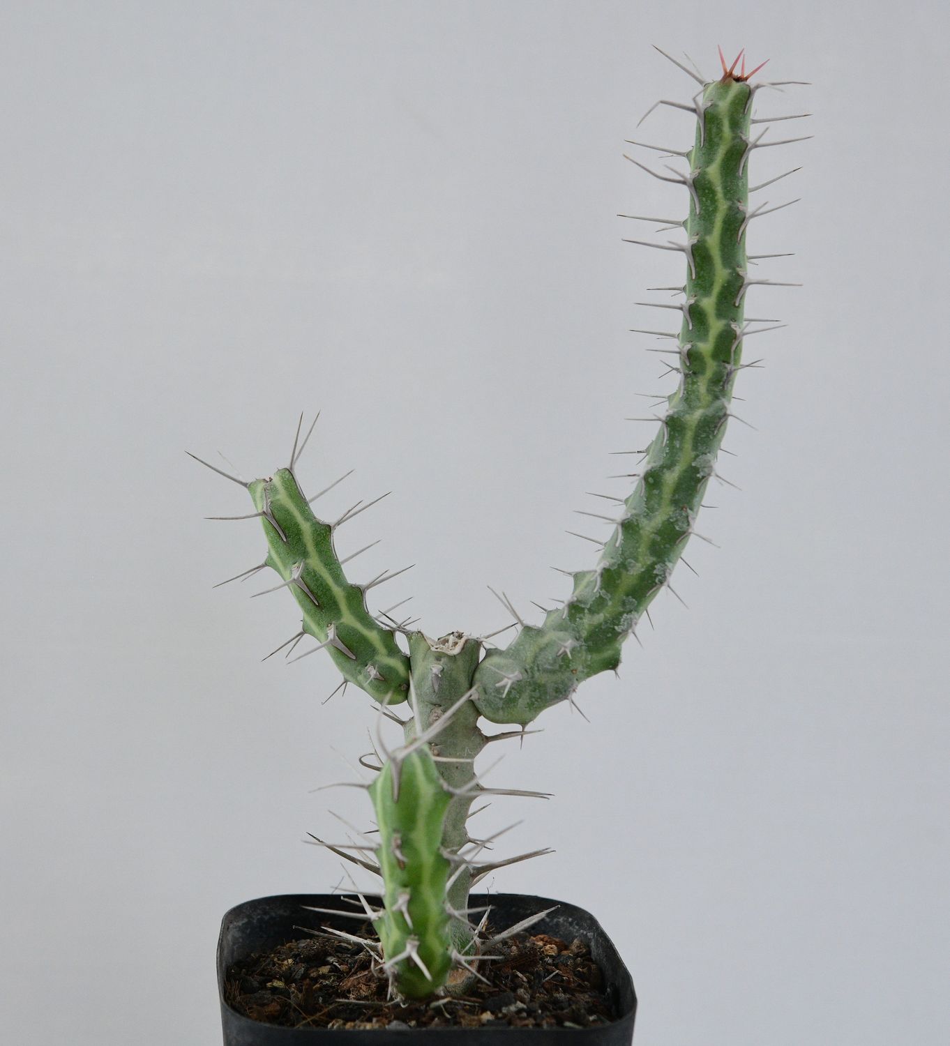Euphorbia samburensis in pot, full plant view