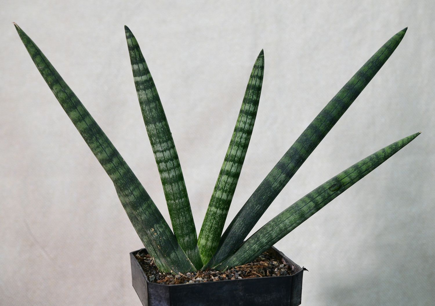 Sanseveria cylindrica 'Boncel' Sanseveria cylindrica 'Boncel' front view