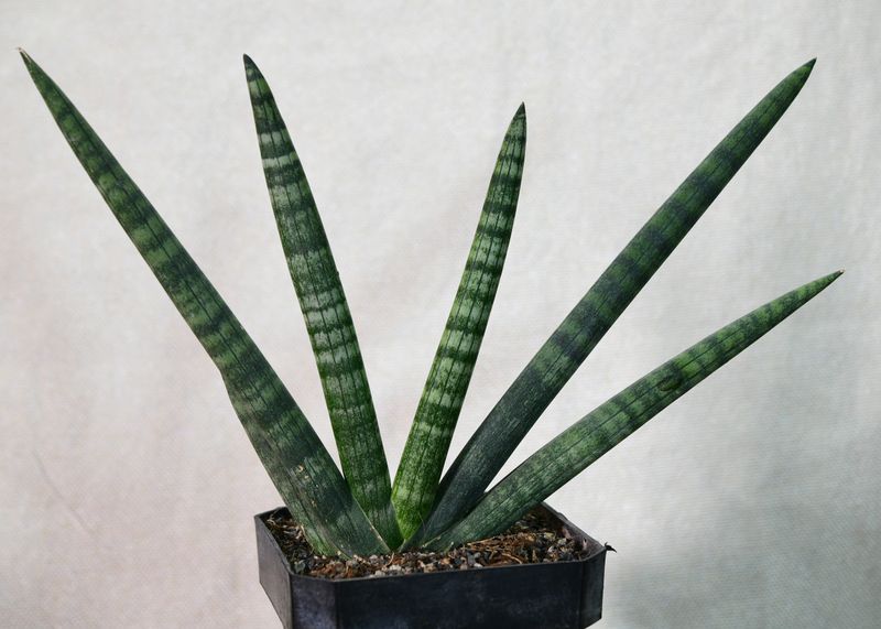 Sanseveria cylindrica 'Boncel' side angle