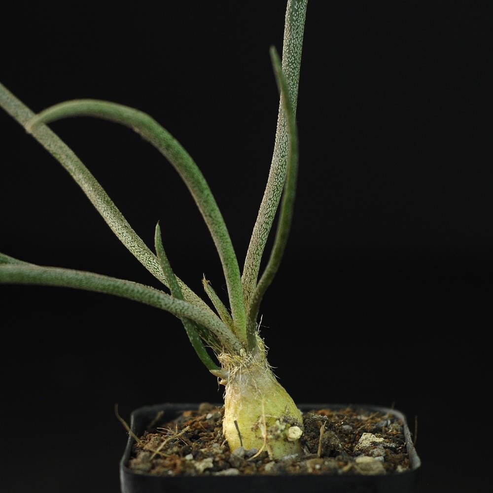 Astrophytum Caput-Medusae