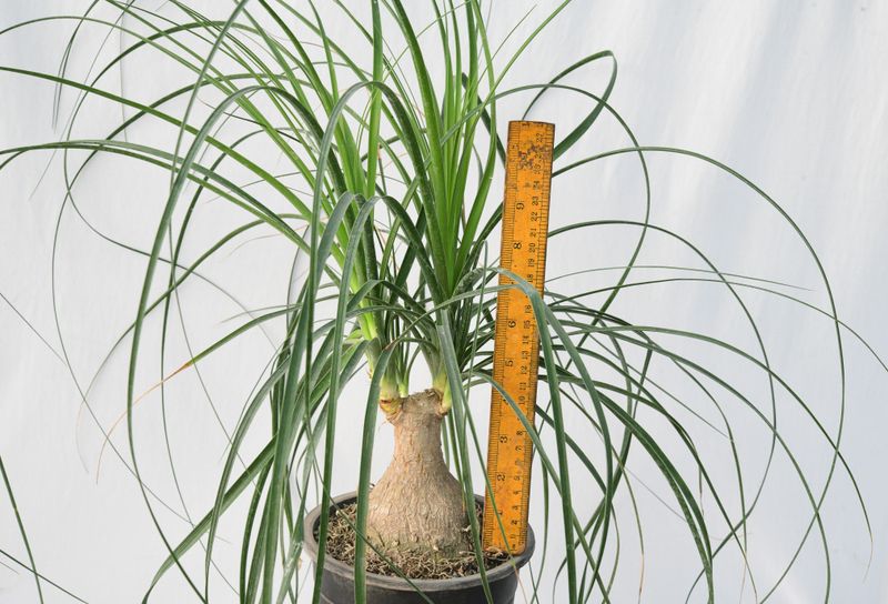 Nolina recurvata : Ponytail Palm