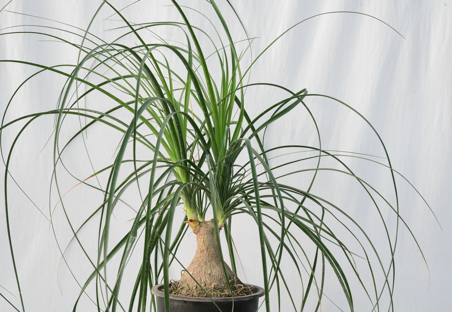Nolina recurvata  : Ponytail Palm