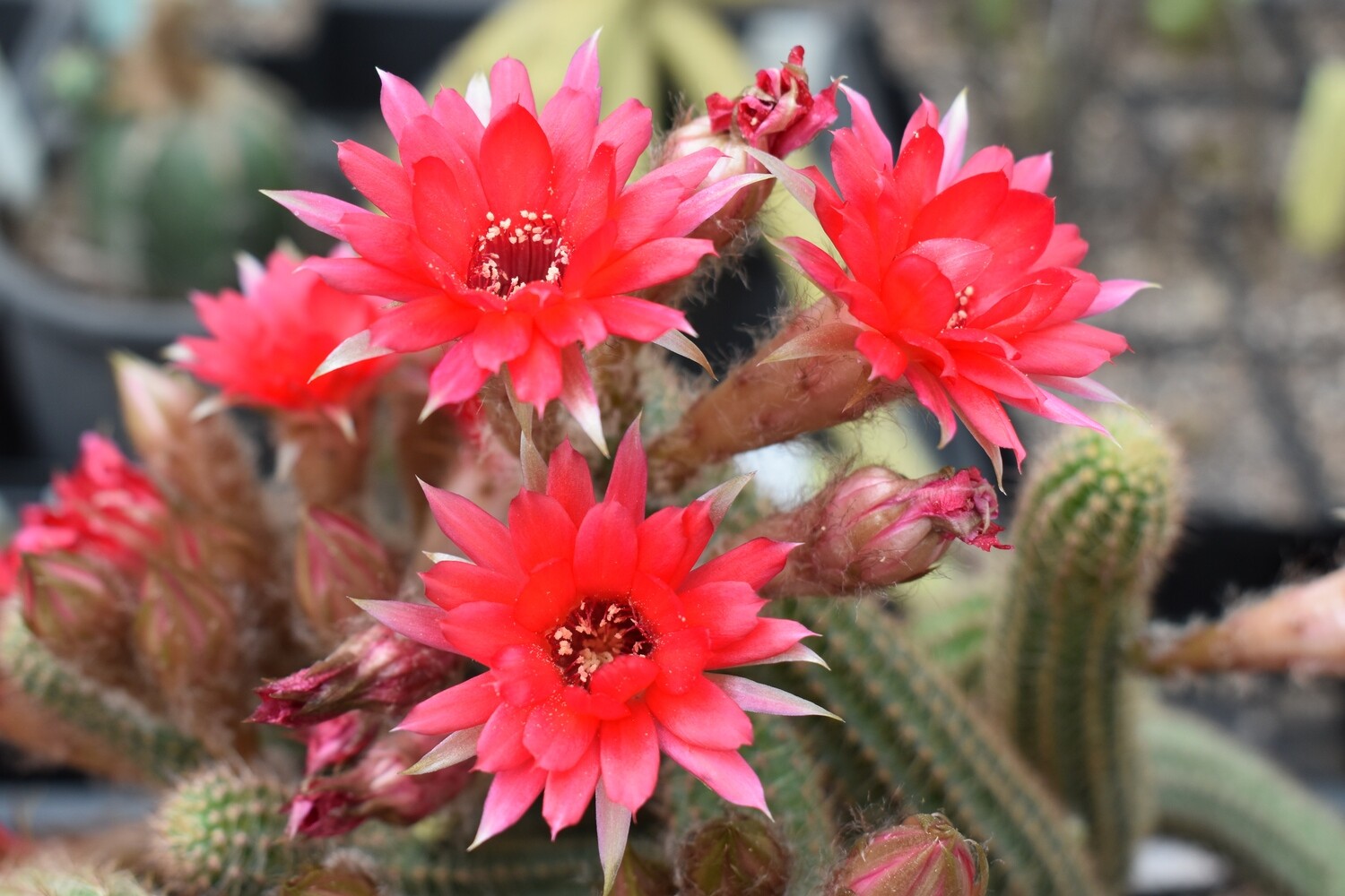 Chaemolobivia -Deep Pink Hybrid  (Peanut Cactus)