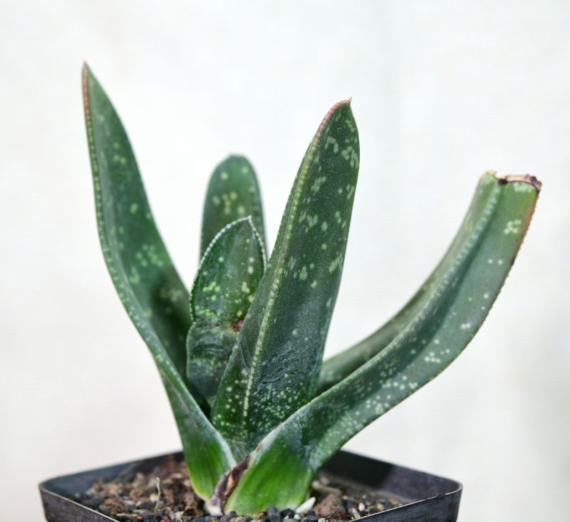Gasteria excelsa