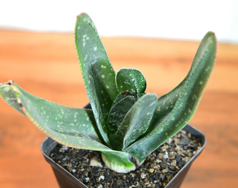 Gasteria excelsa