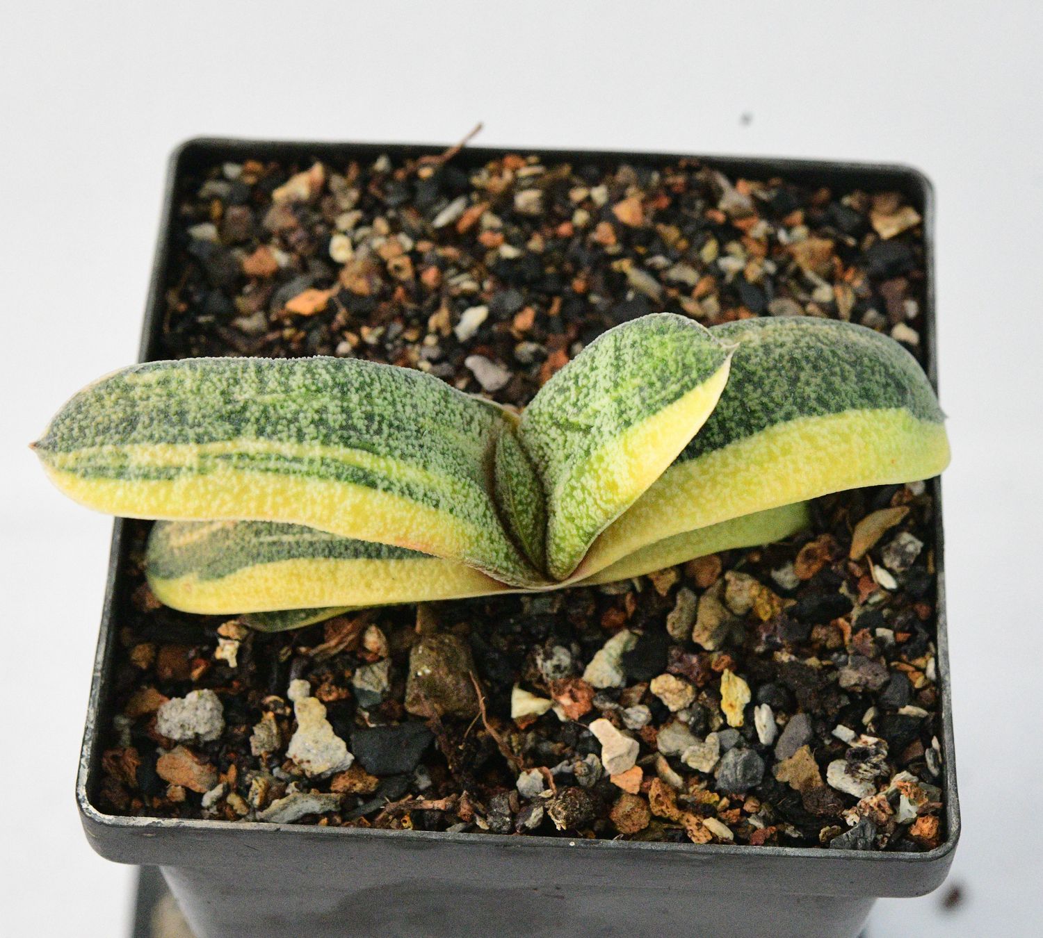 Gasteria batesiana f  variegata