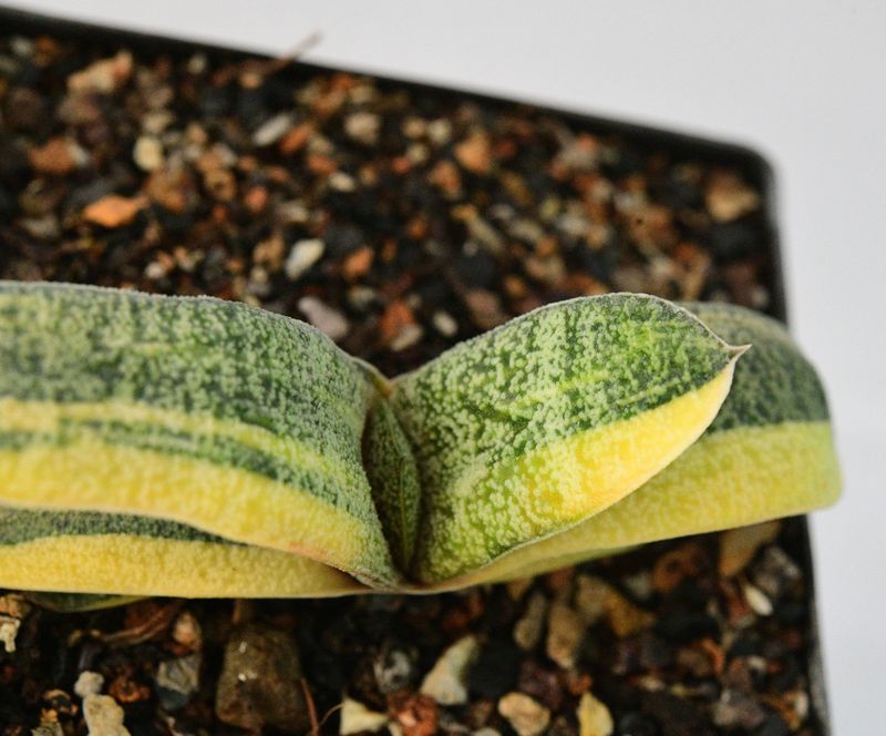 Gasteria batesiana f variegata