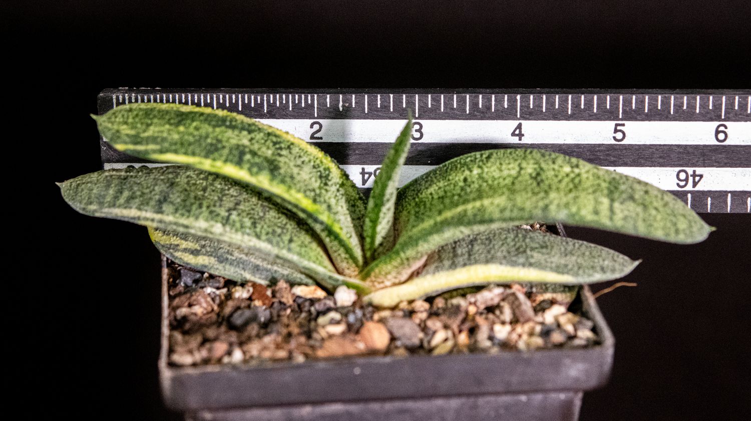 Gasteria batesiana f variegata Gasteria batesiana f variegata