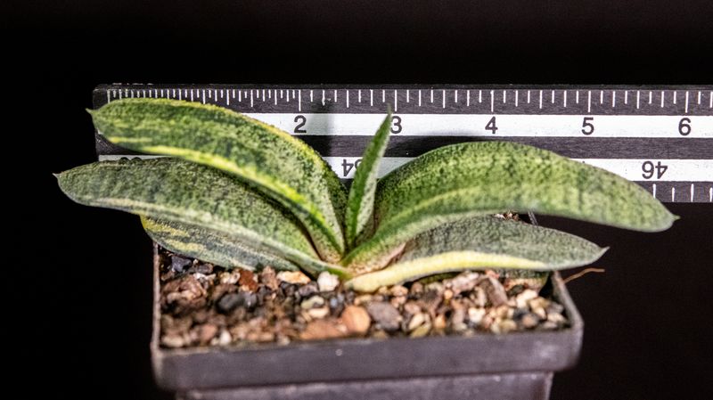 Gasteria batesiana f variegata Gasteria batesiana f variegata