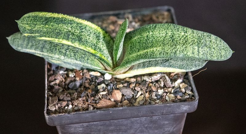 Gasteria batesiana f variegata