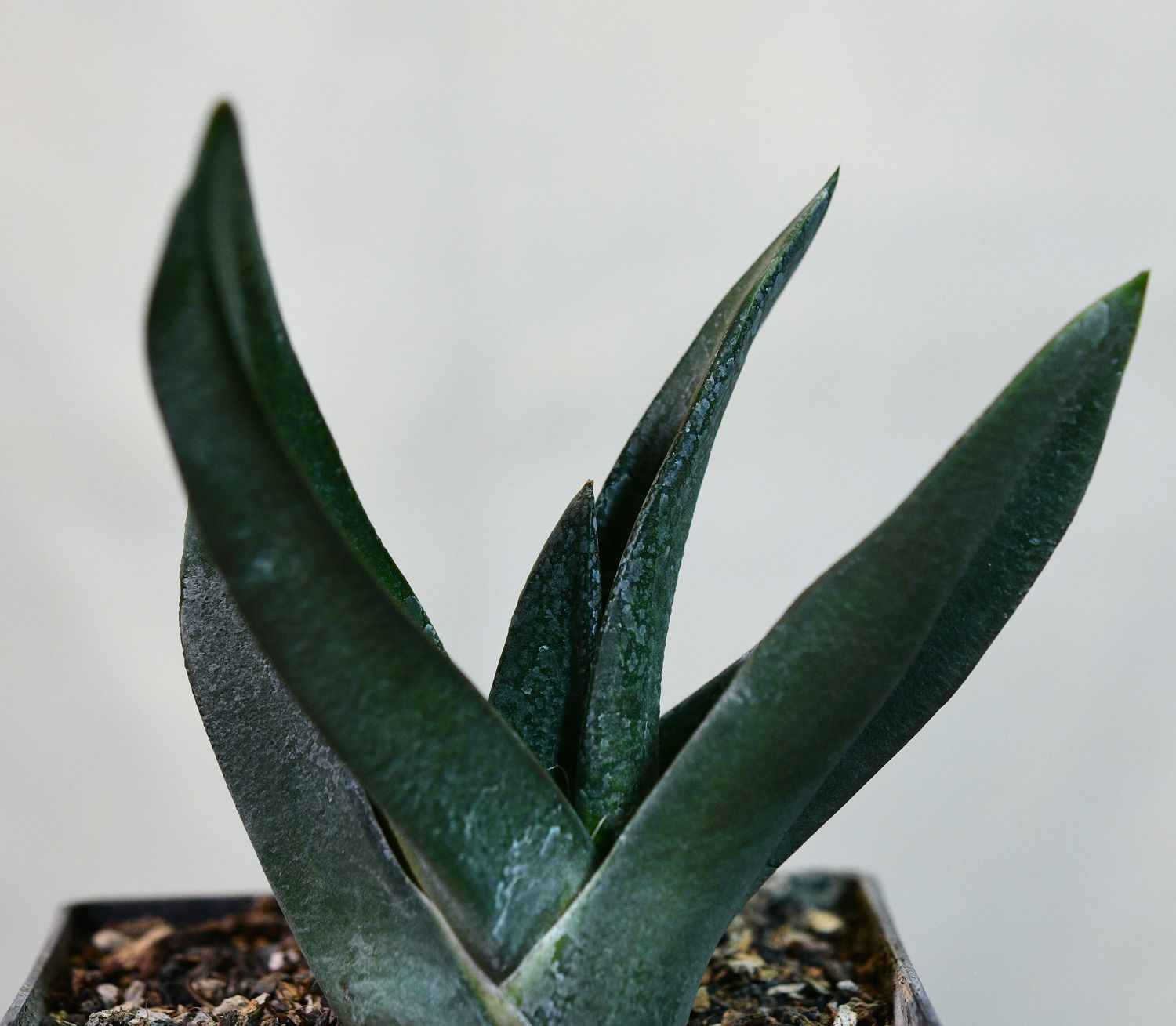 Gasteria armstrrongii pointed X top-down view