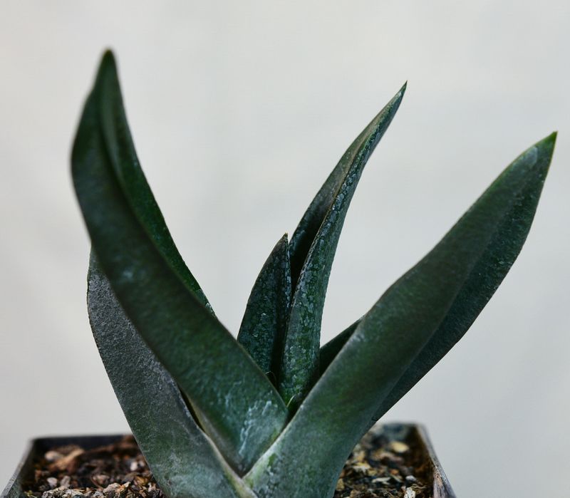 Gasteria armstrrongii pointed X top-down view