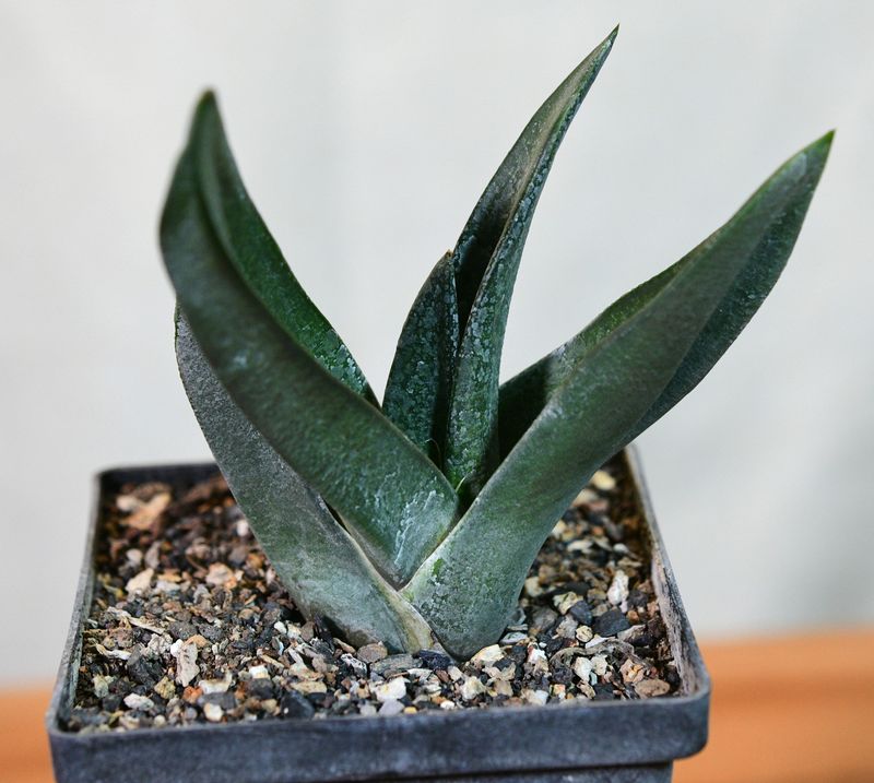 Gasteria armstrrongii pointed X front view in pot