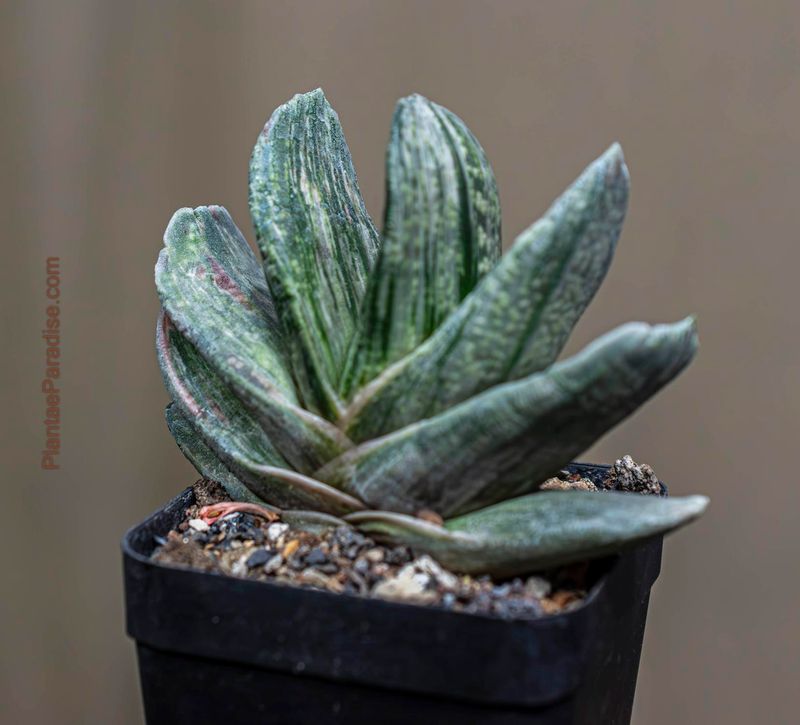 Gasteria x variegate bicolor `Araiso Matsu` front view, different angle
