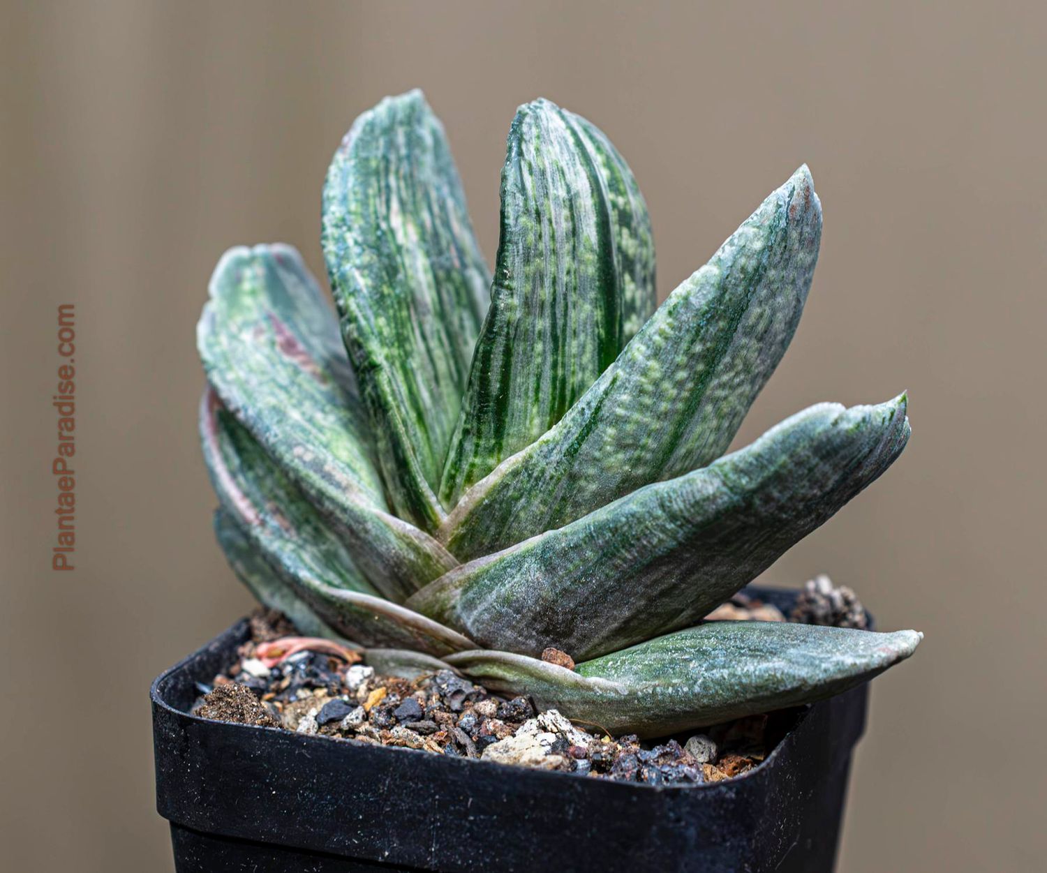 Gasteria x variegate bicolor `Araiso Matsu` Gasteria x variegate bicolor `Araiso Matsu` front view