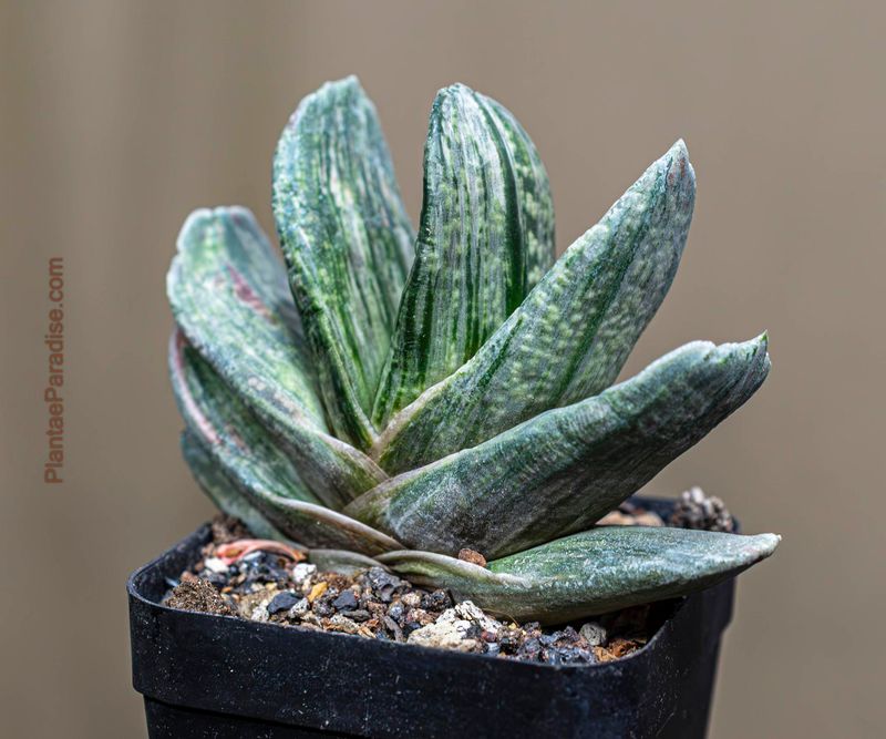 Gasteria x variegate bicolor `Araiso Matsu` front view
