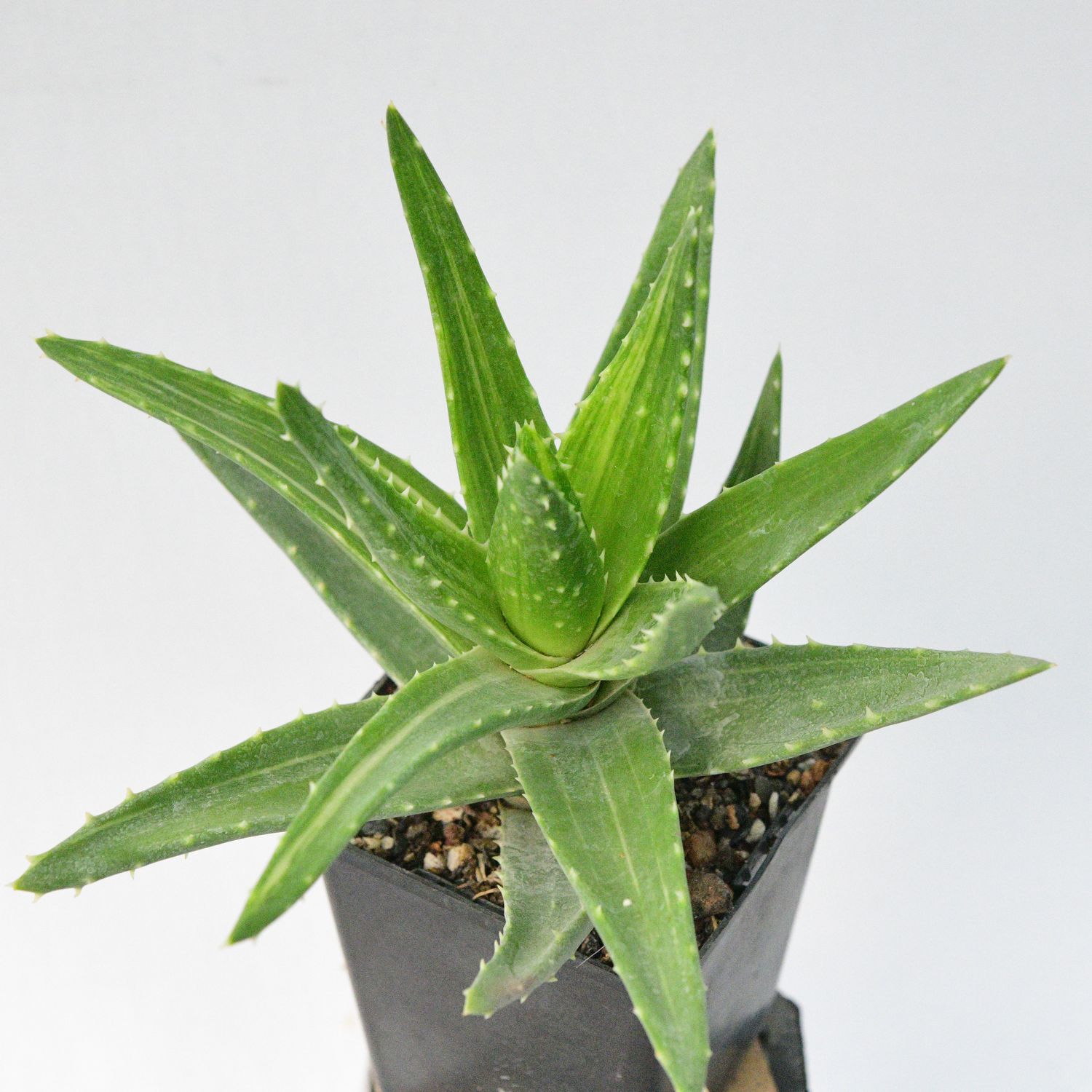 Aloe Mitriformis Variegata