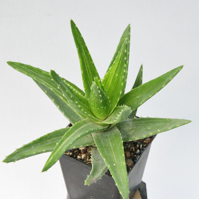 Aloe Mitriformis Variegata